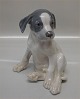 Royal Copenhagen dog figurine 0259 Pointer Puppy 20 cm (051)