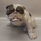 Royal Copenhagen figurine 0801 RC English Bulldog Knud Kyhn 1907 23 x 38 cm