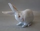 0378 RC White Rabbit Scratching 13 x 19 cm Design Erik Nielsen 1902 EN pre 1923
 Royal Copenhagen